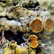 Sphaerellothecium parietinarium