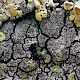 Placopyrenium fuscellum