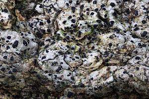 Acrocordia gemmata 