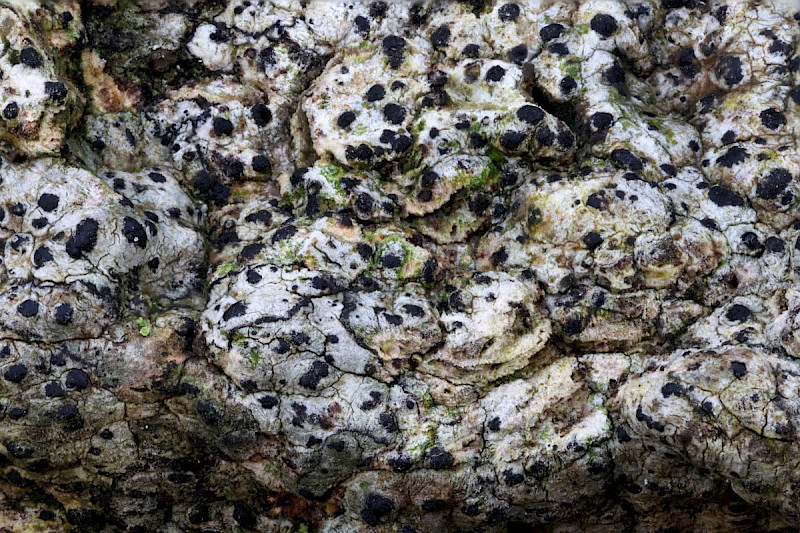 Acrocordia gemmata - &copy; Barry Stewart
