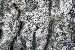 : Acrocordia gemmata