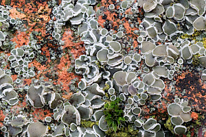 : Myriolecis (Lecanora) albescens