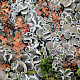 Myriolecis (Lecanora) albescens