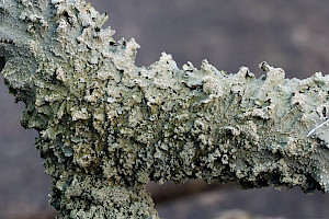 Punctelia reddenda 