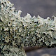 Punctelia reddenda