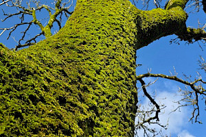 Silky Wall Feather-moss: Homalothecium sericeum