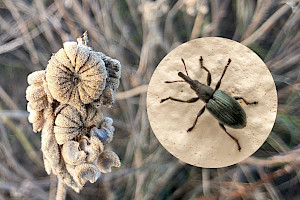 Marsh-mallow: Althaea officinalis