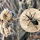 Althaea officinalis