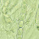 Acrocordia gemmata
