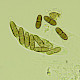 Sphaerellothecium parietinarium