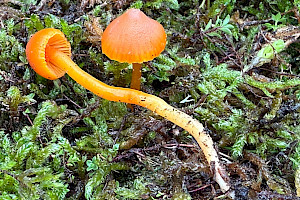 Hygrocybe miniata Vermilion Waxcap
