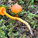 Hygrocybe miniata