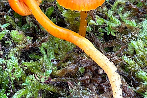 Vermilion Waxcap: Hygrocybe miniata