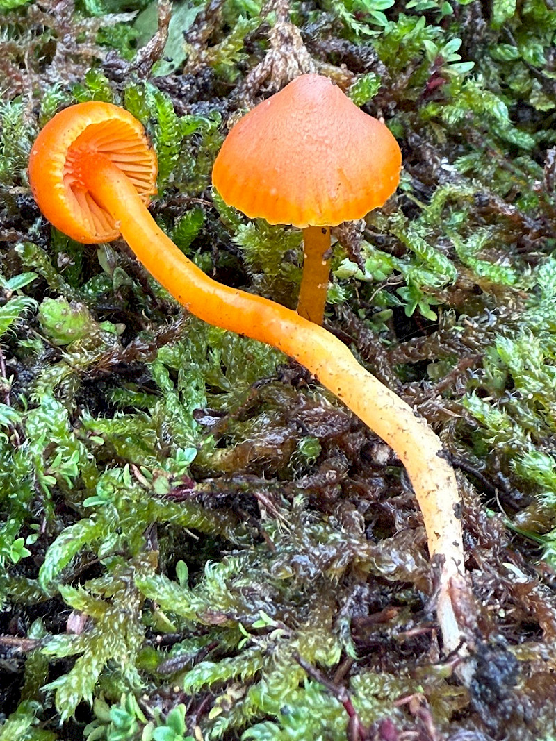 Hygrocybe miniata - &copy; Charles Hipkin