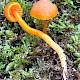 Hygrocybe miniata
