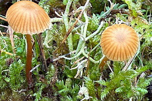 : Galerina atkinsoniana