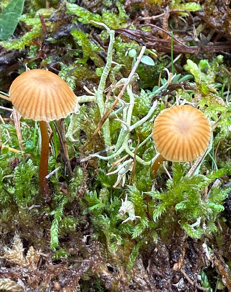 Galerina atkinsoniana - &copy; Charles Hipkin