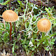 Galerina atkinsoniana
