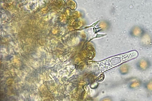: Galerina atkinsoniana