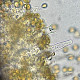 Galerina atkinsoniana