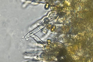 : Galerina atkinsoniana