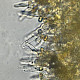 Galerina atkinsoniana