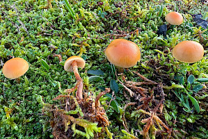 Funeral Bell: Galerina marginata