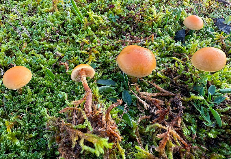 Galerina marginata - &copy; Charles Hipkin