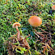 Galerina marginata