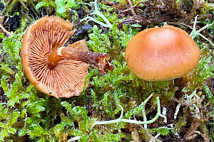 Funeral Bell: Galerina marginata