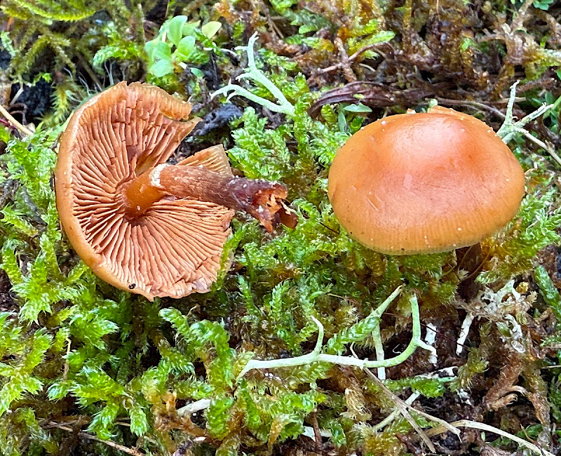 Galerina marginata - &copy; Charles Hipkin