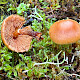 Galerina marginata