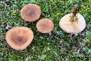 Melanoleuca cognata Spring Cavalier