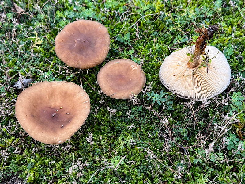 Melanoleuca cognata - &copy; Charles Hipkin