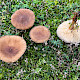 Melanoleuca cognata