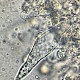 Melanoleuca cognata