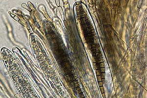 Common Earthtongue: Geoglossum cookeanum