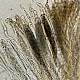 Geoglossum cookeanum