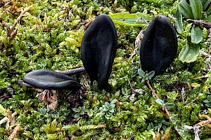 Geoglossum cookeanum Common Earthtongue