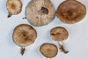 Spring Cavalier: Melanoleuca cognata