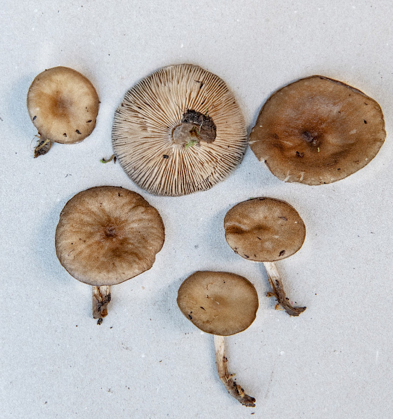 Melanoleuca cognata - &copy; Charles Hipkin