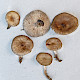 Melanoleuca cognata