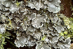 Powdered Moon Lichen: Sticta limbata