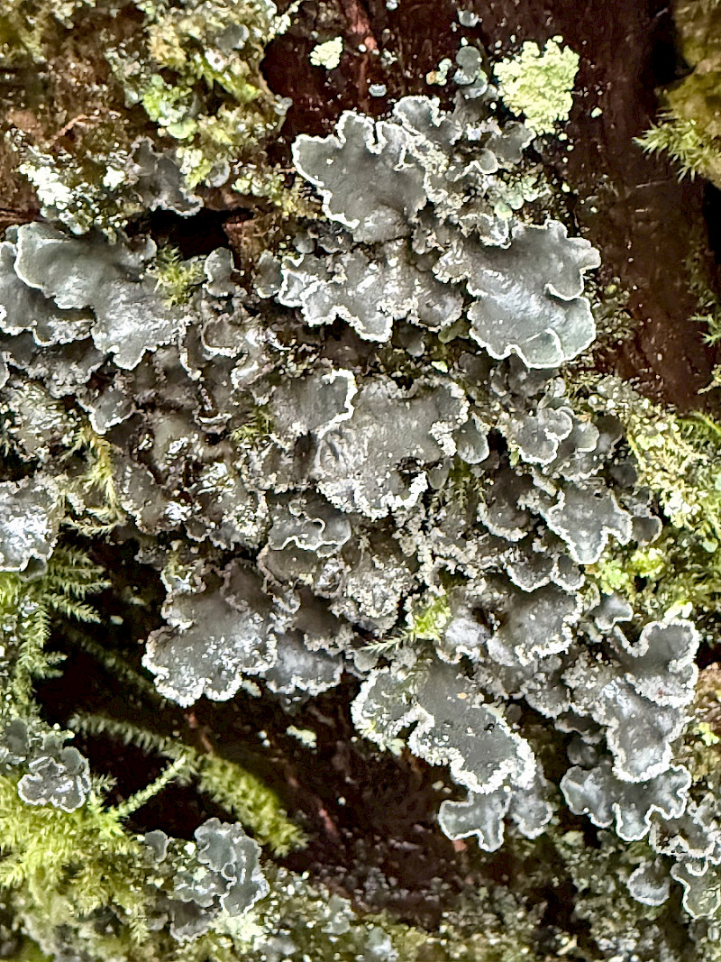 Sticta limbata - &copy; Charles Hipkin