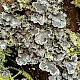 Sticta limbata
