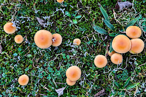 Funeral Bell: Galerina marginata