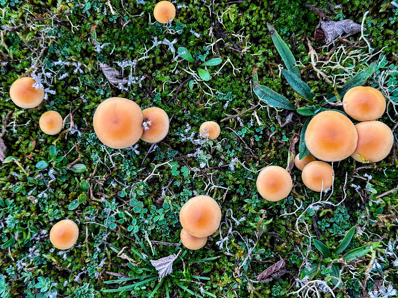 Galerina marginata
