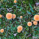 Galerina marginata