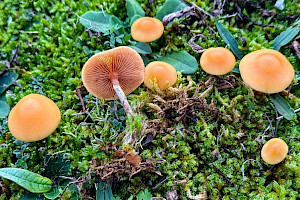 Galerina marginata Funeral Bell