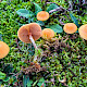 Galerina marginata